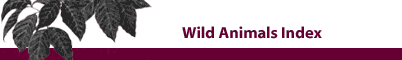 Wolf Run Studio - Wild Animals