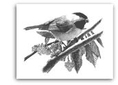 Black-Capped Chickadee pencil drawing