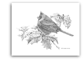 Winter Cardinal pencil drawing