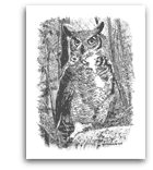 Great Horned Owl pencil drawing