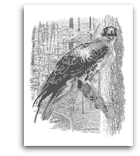 Red-Tailed Hawk pencil drawing