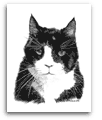 Black and White Cat pencil drawing