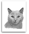 Grey Shorthair Cat pencil drawing
