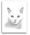 White Shorthair Cat pencil drawing